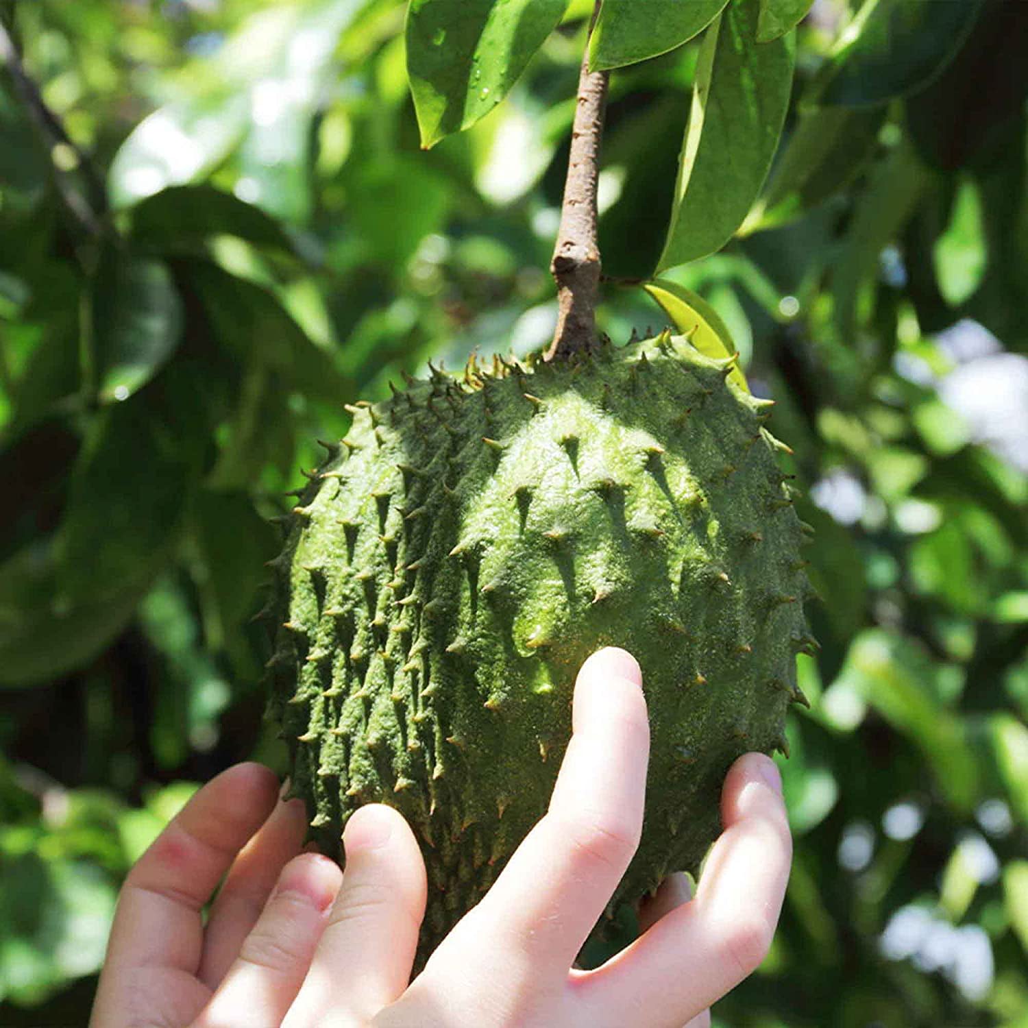 10 Soursop Seeds, Annona Muricata, Graviola, Guyabano, Sirsak, Non-GMO Fruit Seeds, Tasty Tropical Native Fruit Tree, Low-Maintenancte